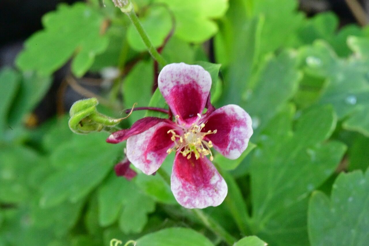 Lone flower